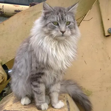 La.ti.mi.da. Cassine