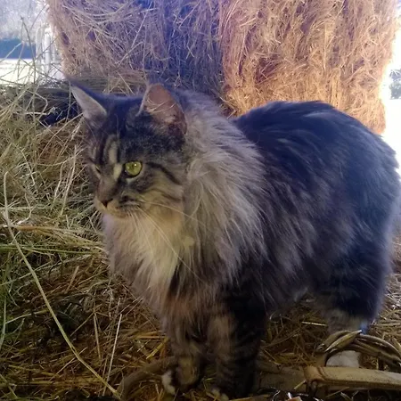 La.ti.mi.da. Feriegård