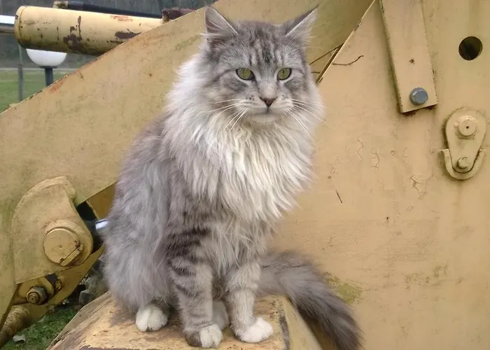 La.ti.mi.da. Cassine