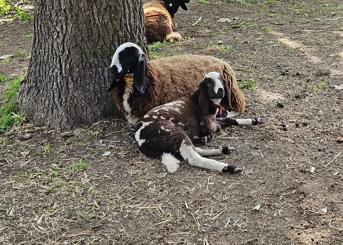 La.ti.mi.da. Vakantieboerderij *